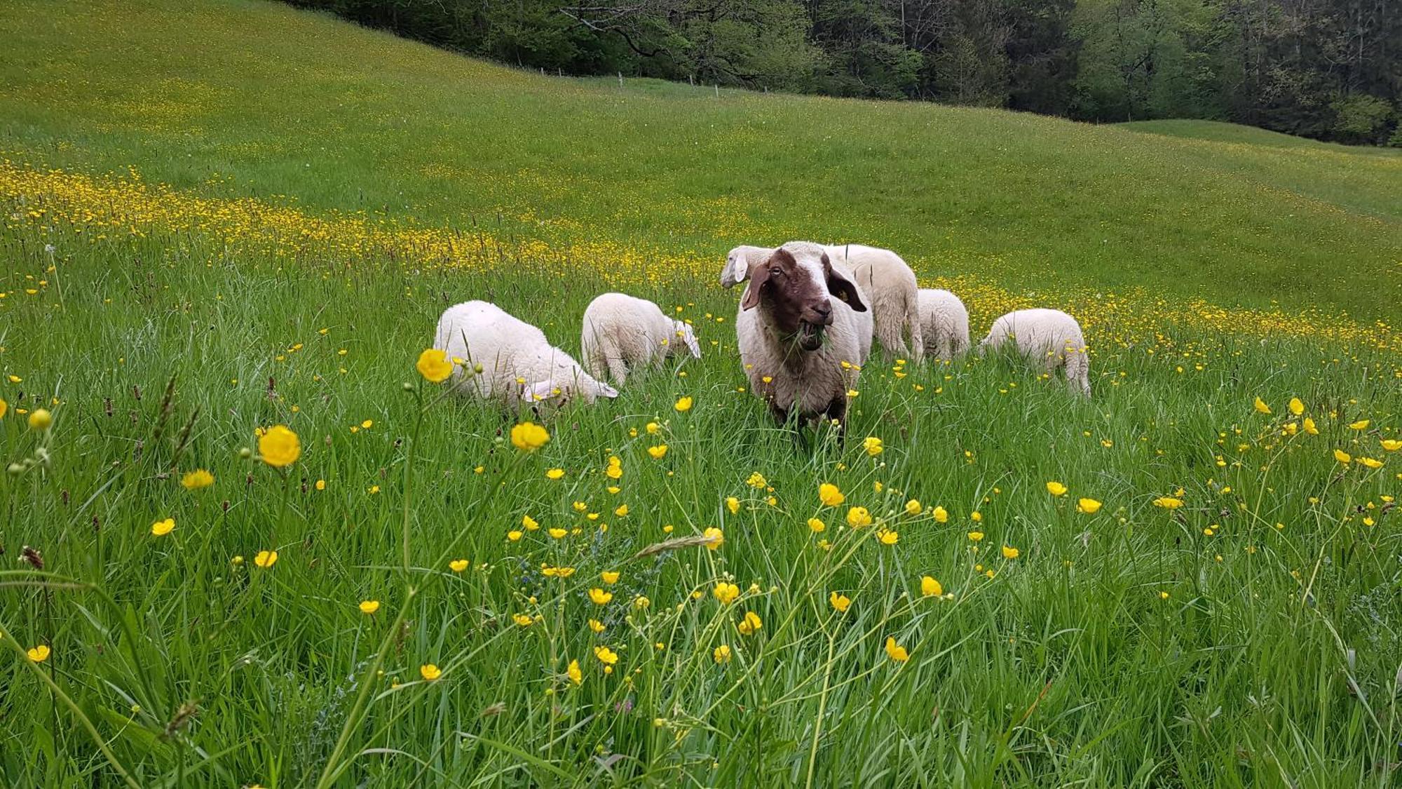 Ferienwohnung Hinterpommern - Chiemgaukarte Inzell Luaran gambar